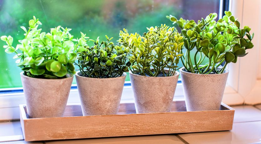 Photo of Aquamarine Orchid