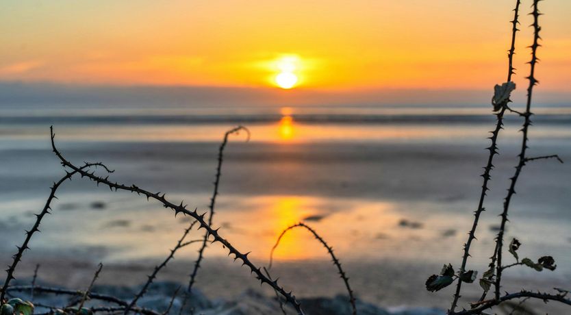 Photo of Aquamarine Orchid