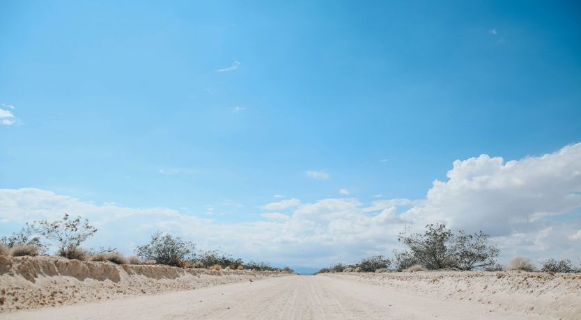 Photo of The Desert Sunflower