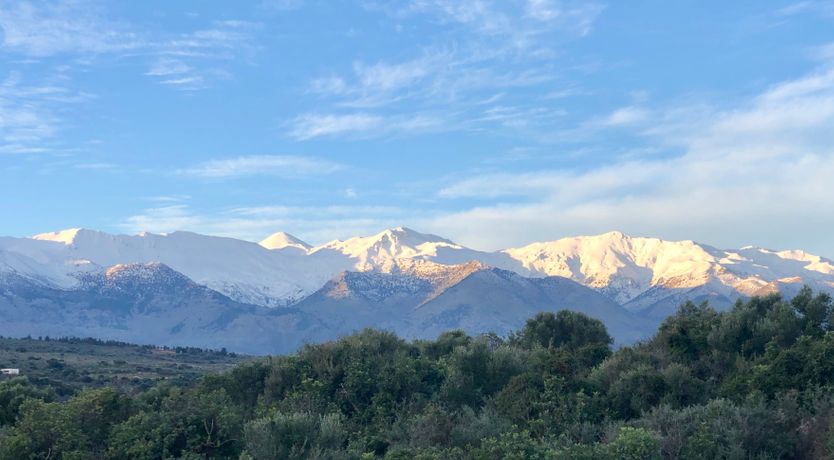 Photo of The Cretan Palm