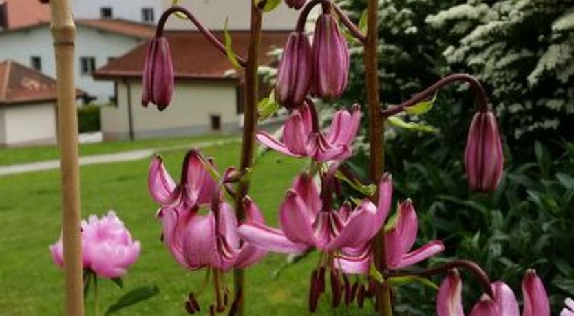 Photo of Appartement - Bellevue