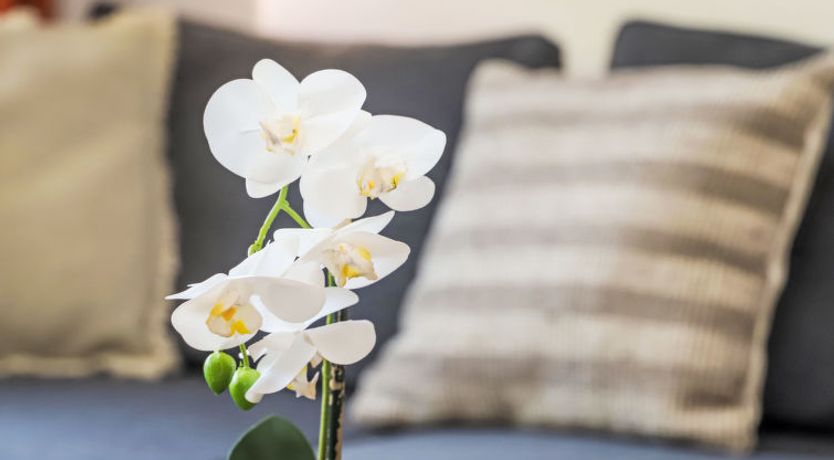 Photo of Rosablanche C32 Apartment 34