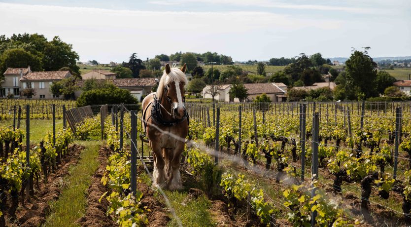 Photo of The French House