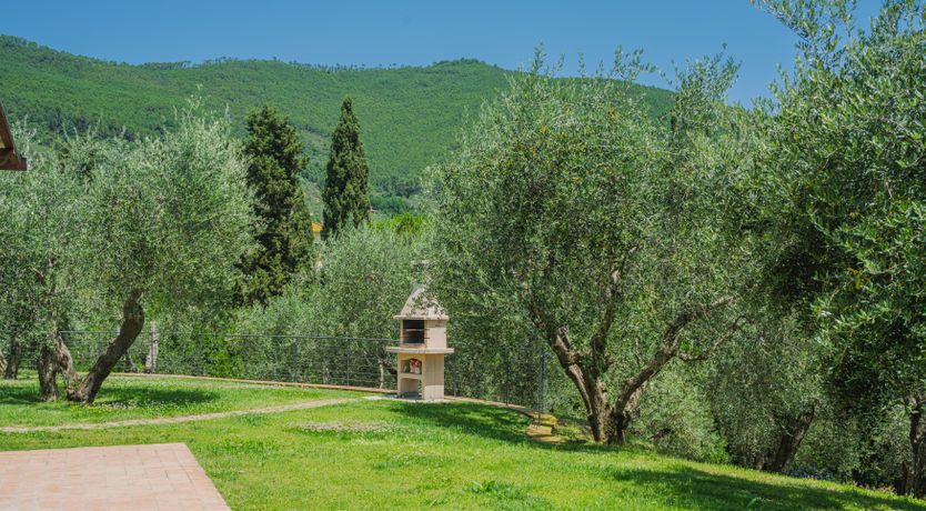 Photo of Dante's Olive Trees