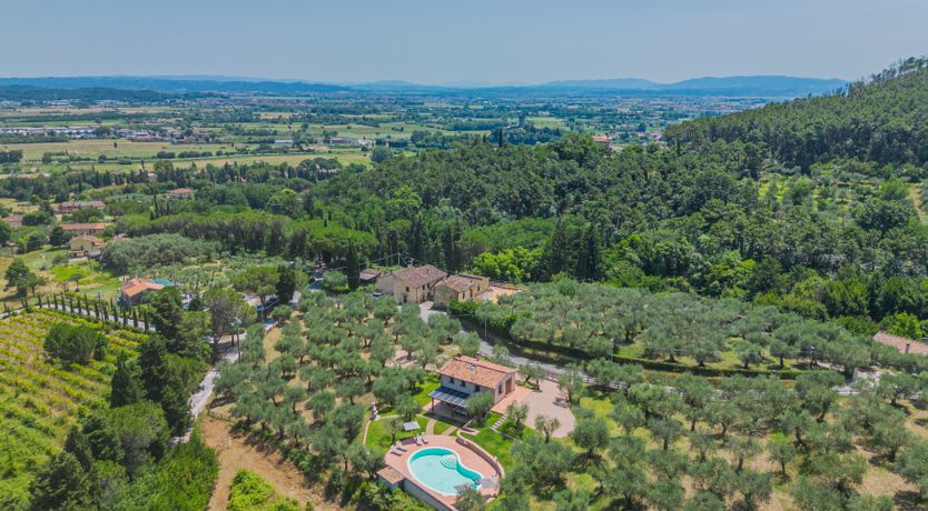 Photo of Dante's Olive Trees