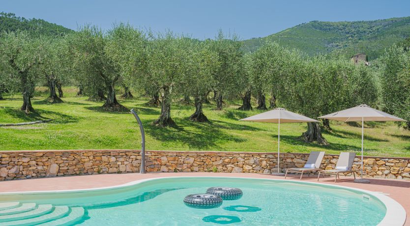 Photo of Dante's Olive Trees