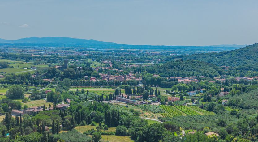 Photo of Dante's Olive Trees