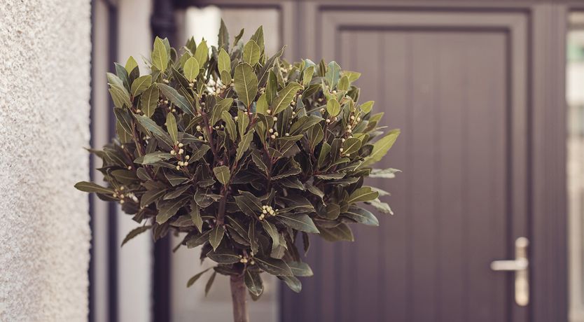 Photo of Ingleborough