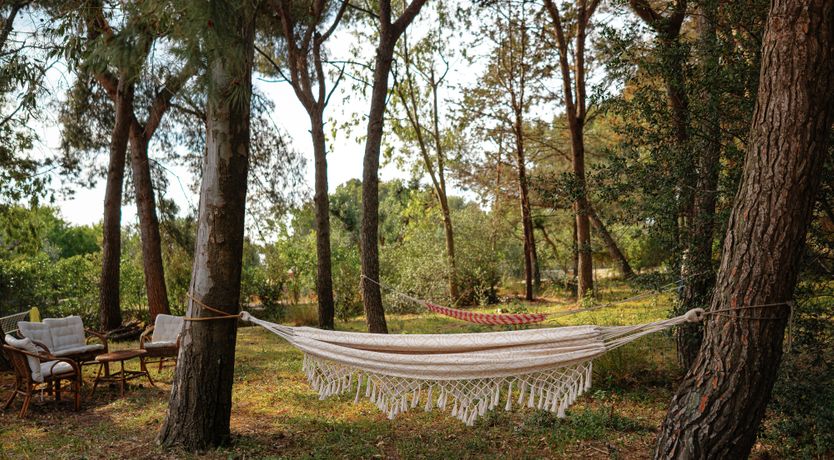 Photo of The Century Oak