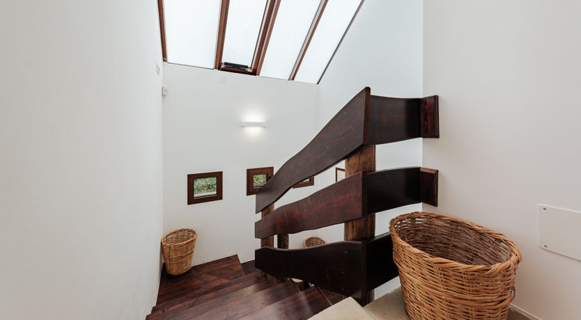 Photo of The Century Oak