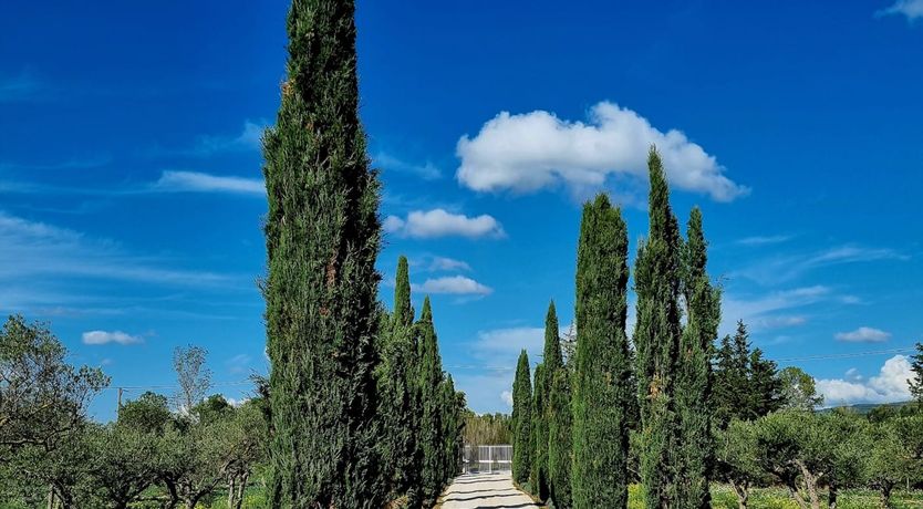 Photo of Mulberry Moon