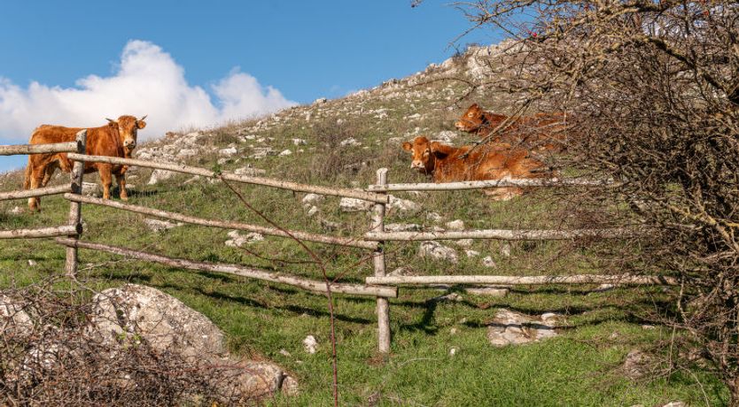 Photo of Aria Holiday Home 2