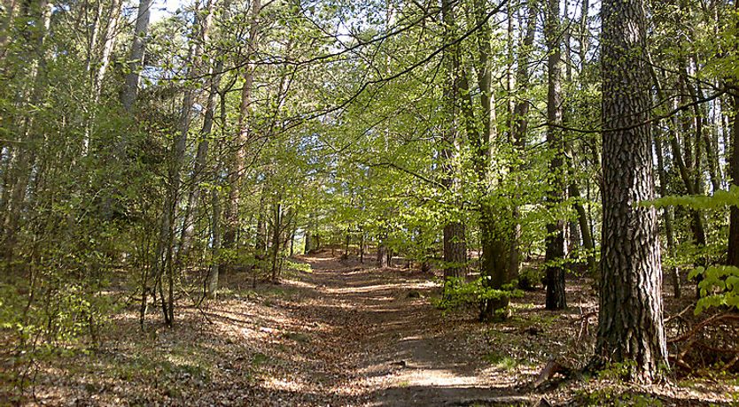 Photo of Smołdziński Las