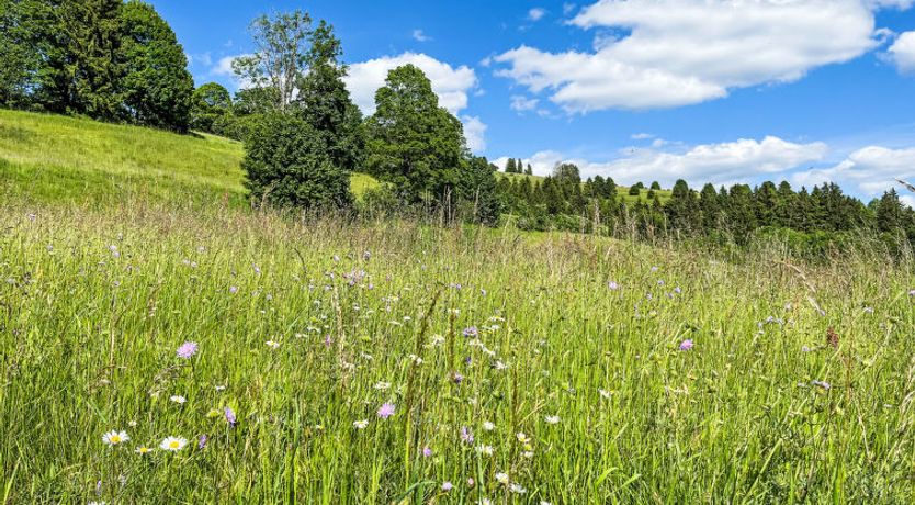 Photo of Schwarzwaldblick VI Apartment 6