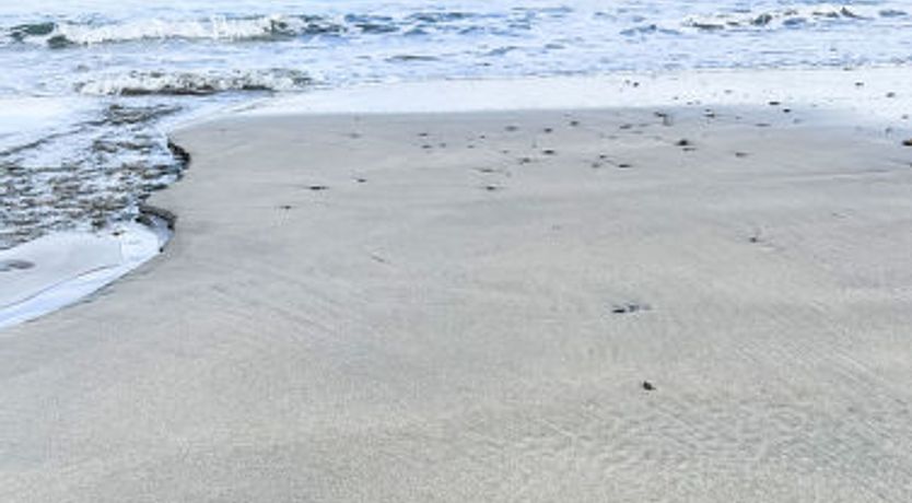 Photo of The Bungalow