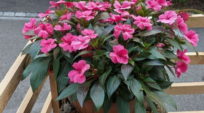 Photo of Arlinn Apartment