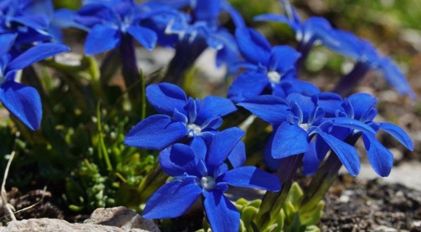 Photo of Ferienhaus Alea