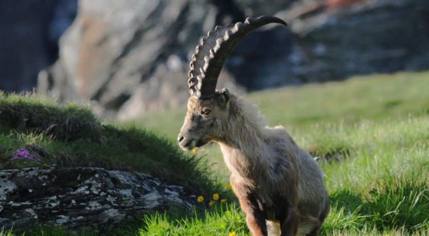 Photo of Ferienhaus Alea