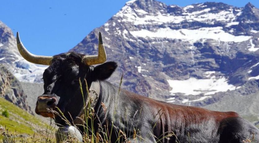 Photo of Ferienhaus Alea