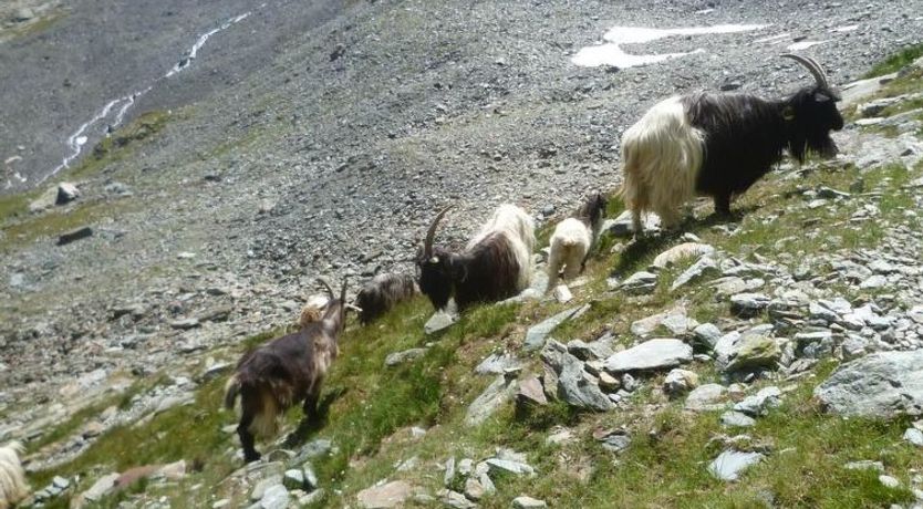 Photo of Ferienhaus Alea