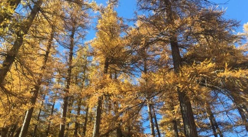 Photo of Apartments Carmena