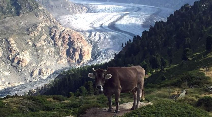 Photo of Amici 1. OG West