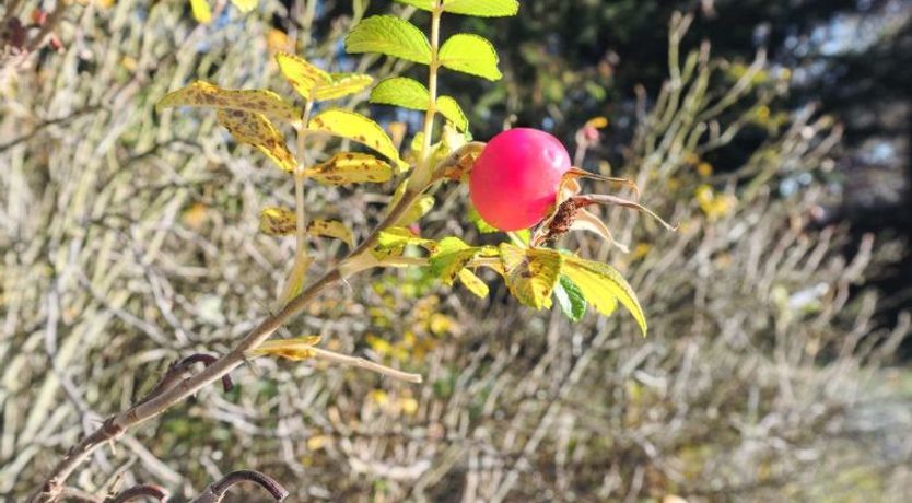 Photo of "Maikel" - 1km from the sea