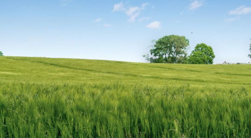 Photo of "Thorwer" - 250m from the sea