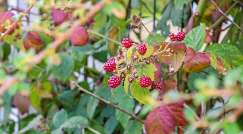 Photo of "Kalli" - 100m from the sea