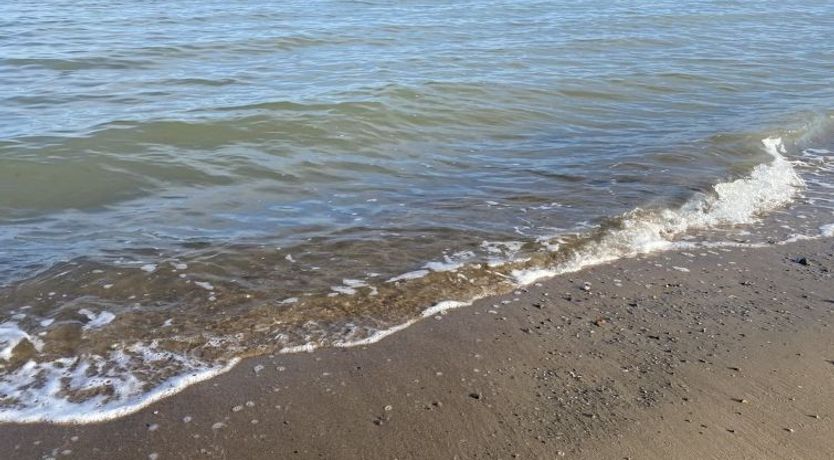 Photo of "Ovine" - 300m from the sea