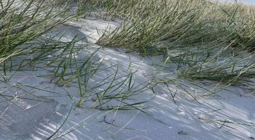 Photo of "Frederikka" - 1.9km from the sea