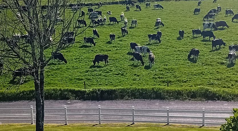 Photo of An Garran Coir  