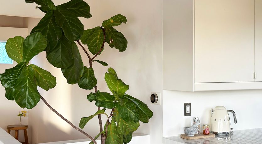 Photo of The California Dreamin