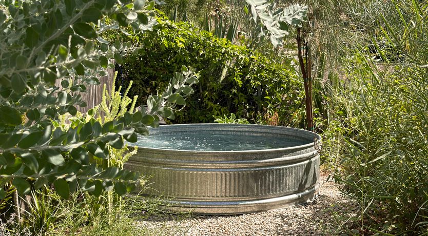 Photo of The California Dreamin