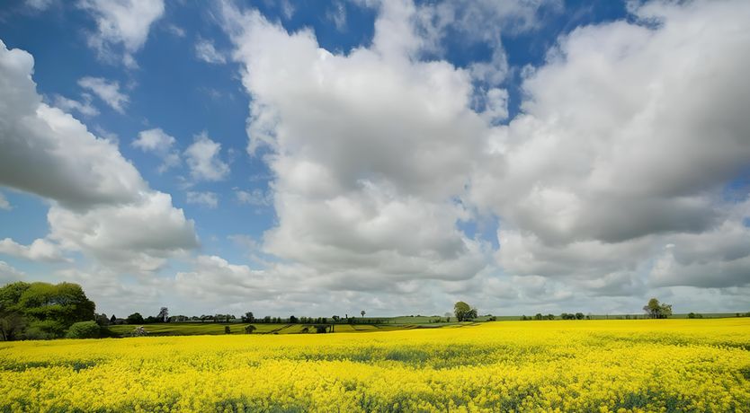 Photo of Sunny Glade