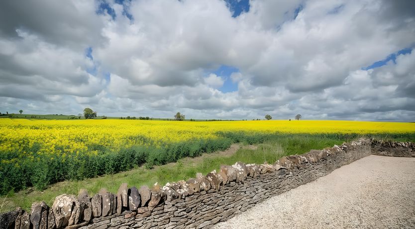 Photo of Sunny Glade