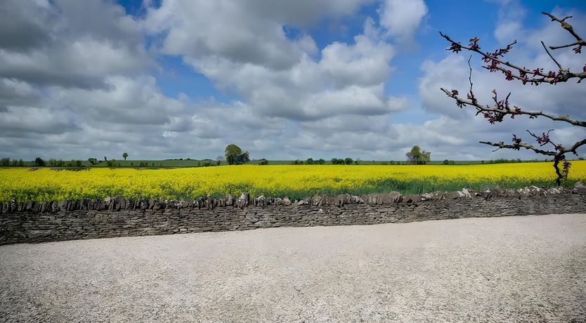 Photo of Sunny Glade