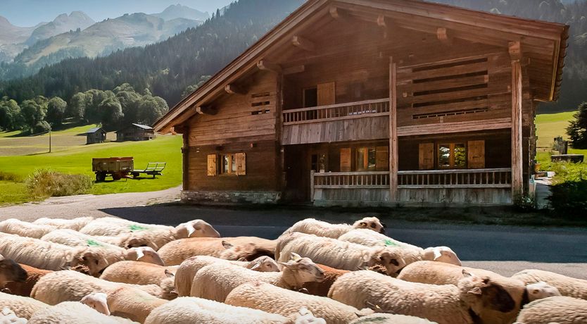 Photo of Snowcapped Woods