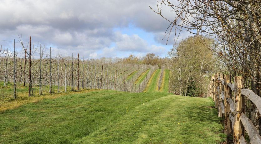 Photo of Orchard Reverie