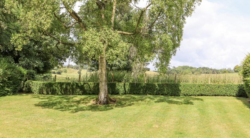 Photo of The Elm & the Vine