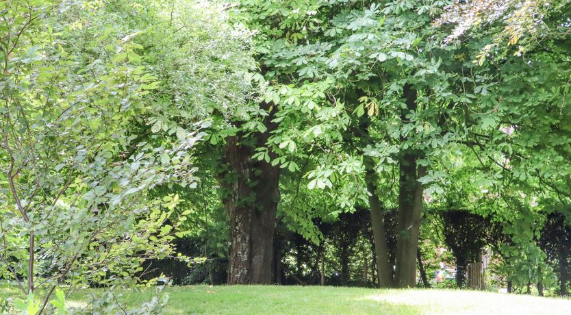 Photo of The Elm & the Vine