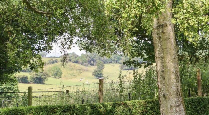 Photo of The Elm & the Vine