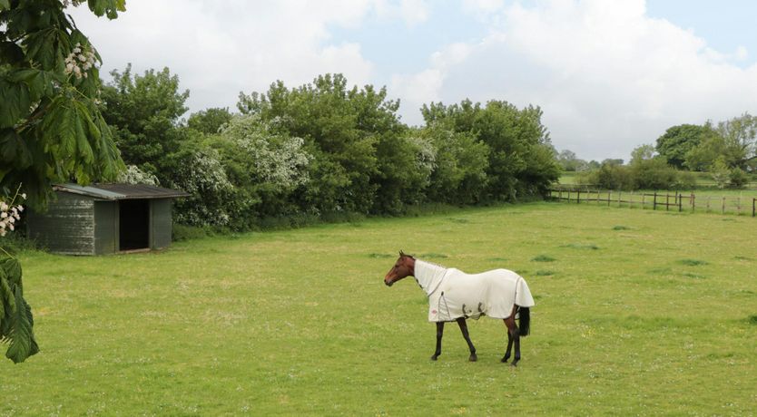 Photo of The Merry Mare