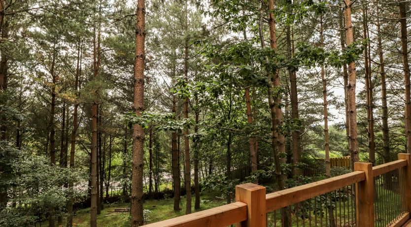 Photo of Woodland Serenity