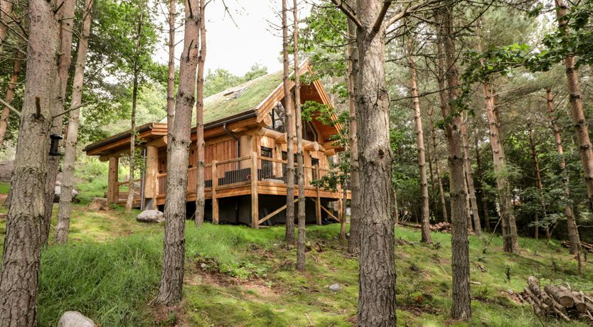 Photo of Woodland Serenity