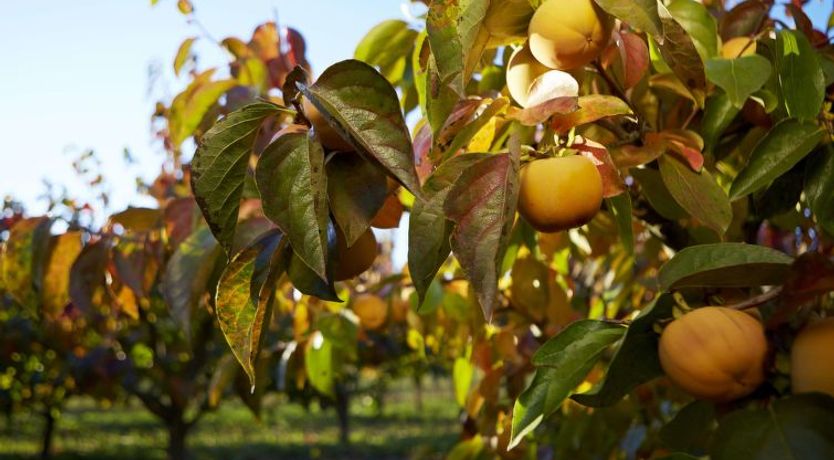 Photo of Salinera Apartment 10