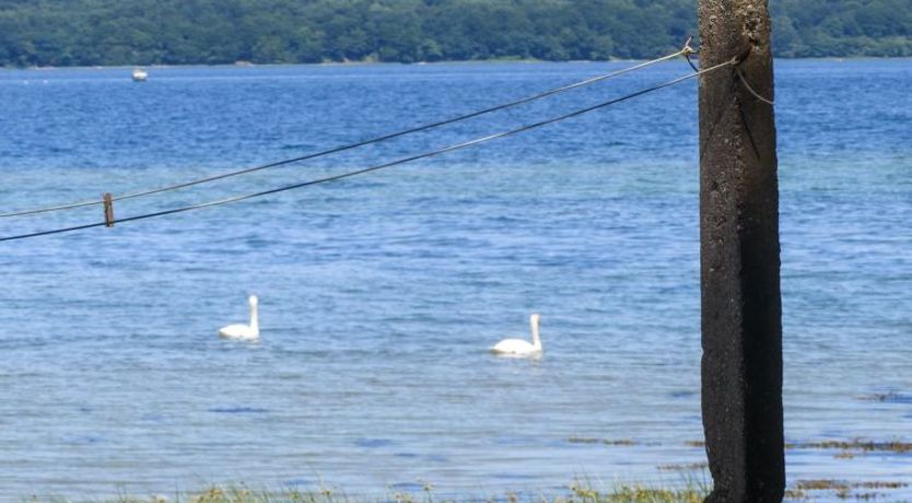 Photo of "Akule" - 50m from the sea