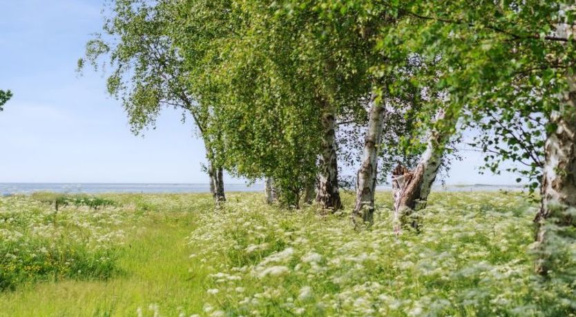 Photo of "Sys" - 150m from the sea