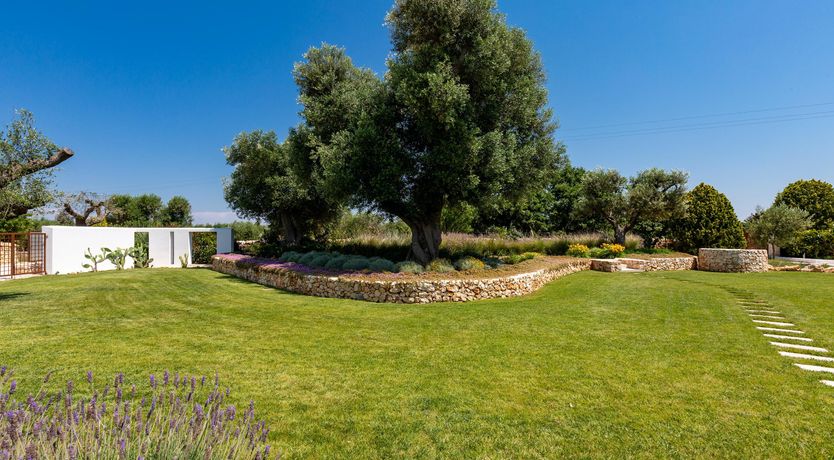 Photo of Sweet Olive