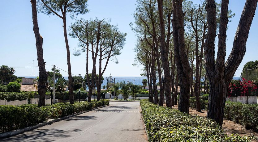 Photo of The Flowering Vine